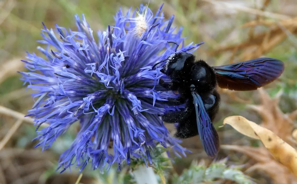 Abeille charpentière . Joseph Hiard