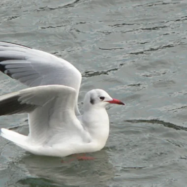 Mouette ou Goéland ?