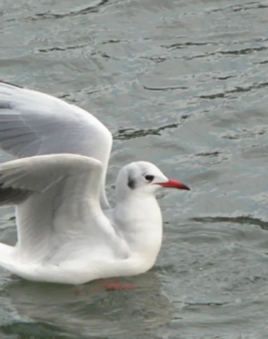 Mouette ou Goéland ?