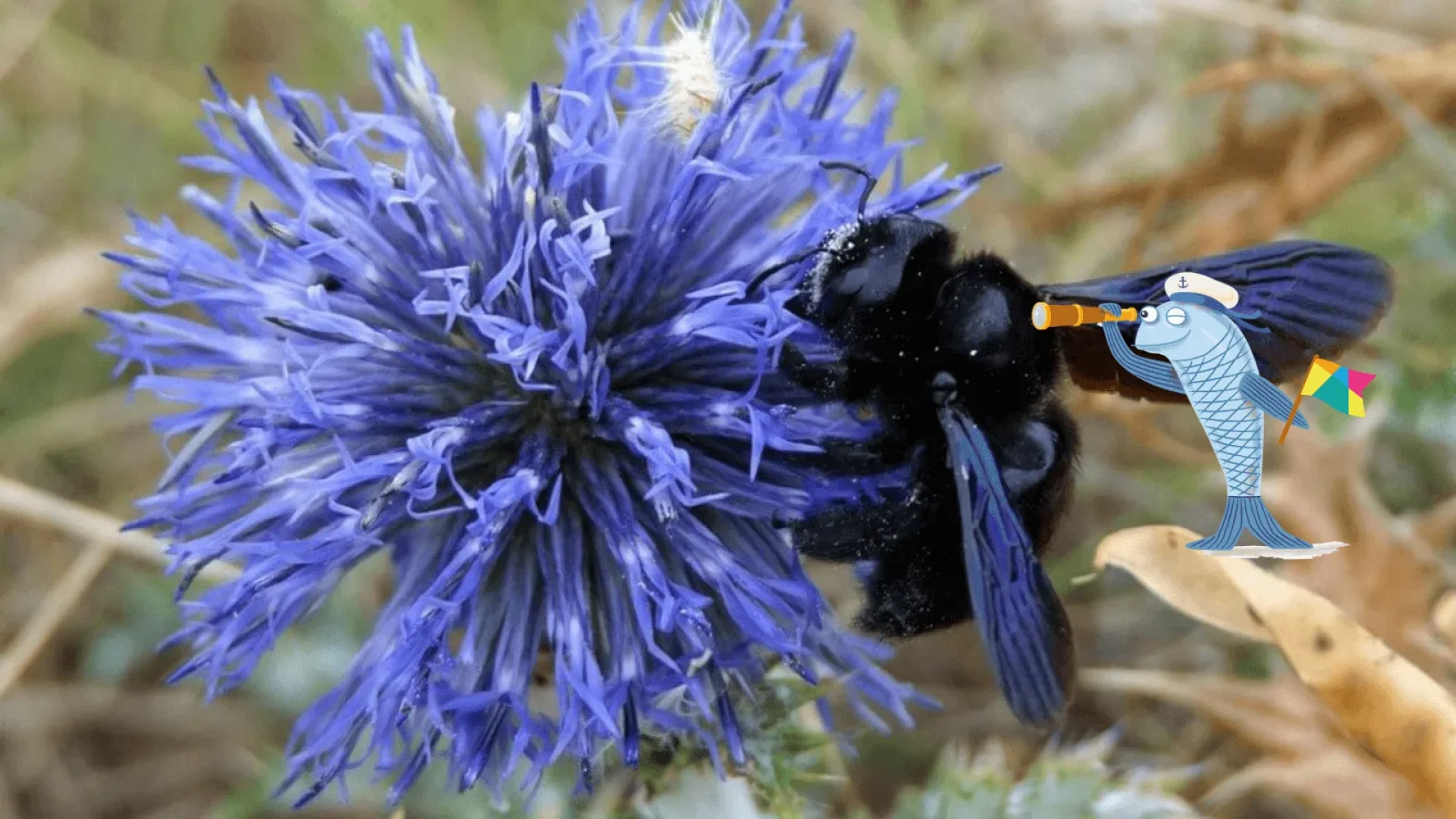 Abeille charpentière