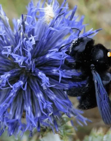 Abeille charpentière