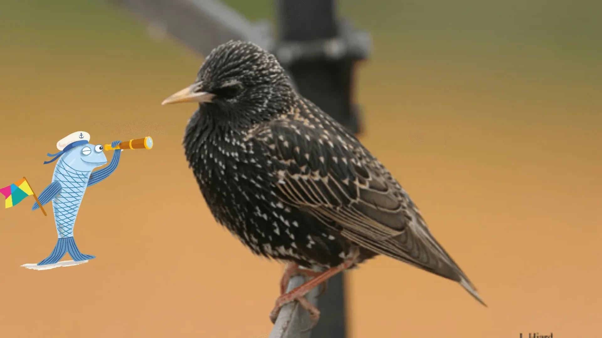 L'étourneau sansonnet