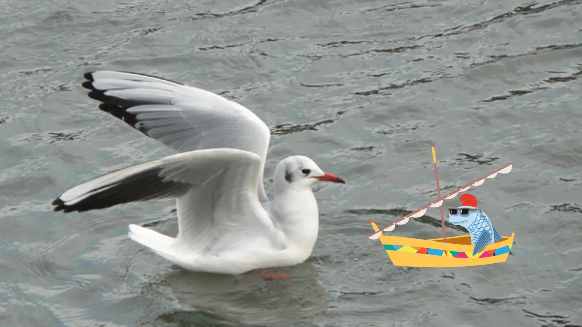 Mouette ou goéland