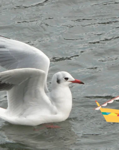 Mouette ou goéland