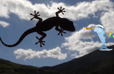 Tarente de Maurétanie