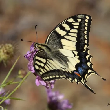 Le Machaon