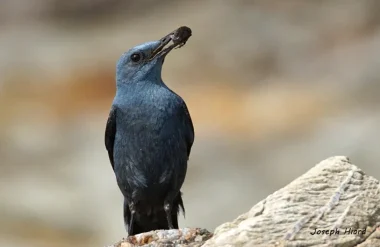 Le Monticole bleu