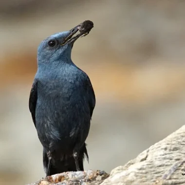 Le Monticole bleu