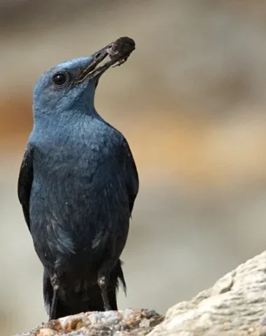Le Monticole bleu