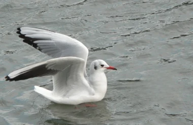 Mouette ou Goéland ?