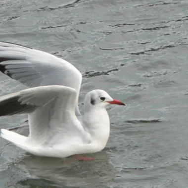 Mouette ou Goéland ?