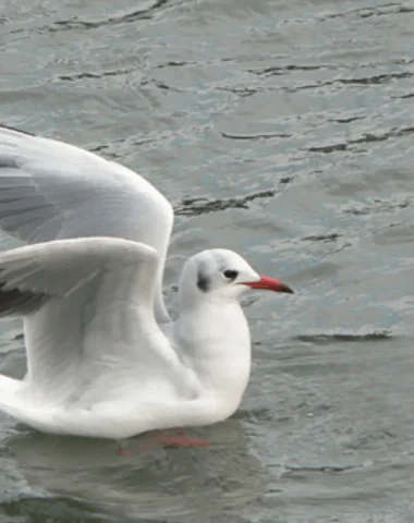 Mouette ou Goéland ?