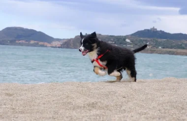 Voyager avec mon chien à Collioure !
