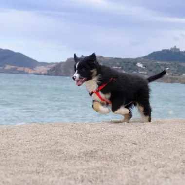 Voyager avec mon chien à Collioure !