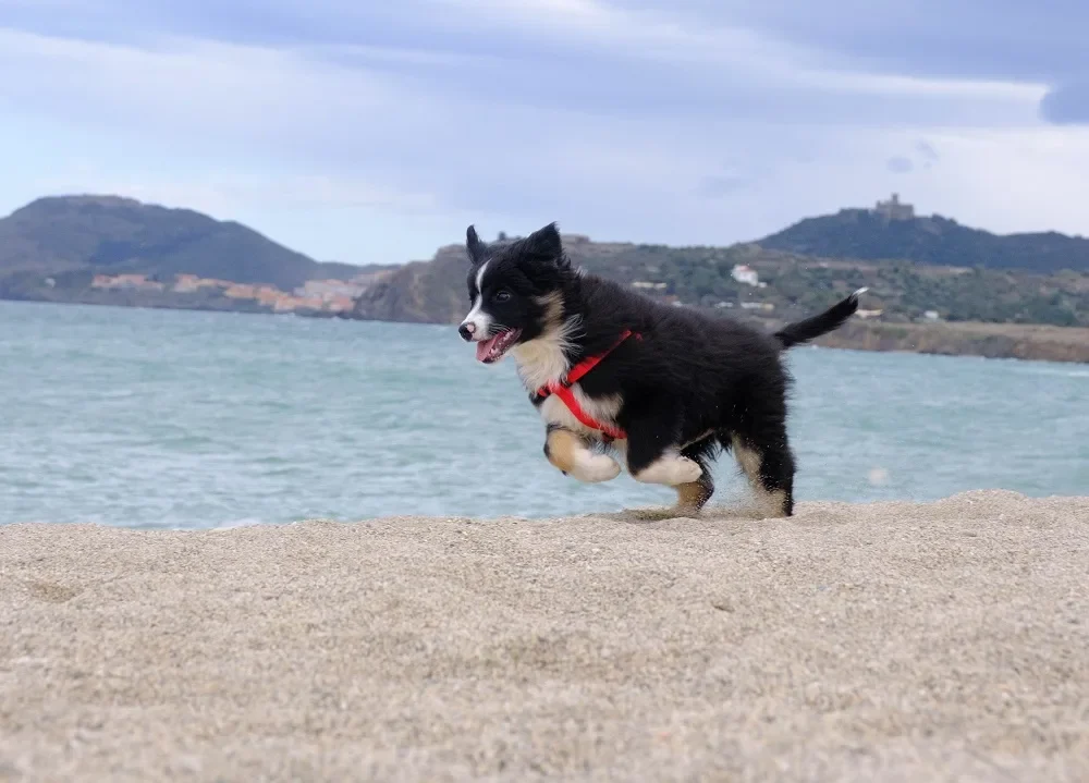Voyager avec mon chien à Collioure !
