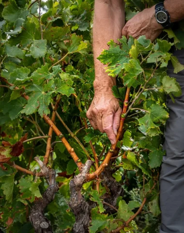 activites-nature-randonnees-oenotouristiques-collioure