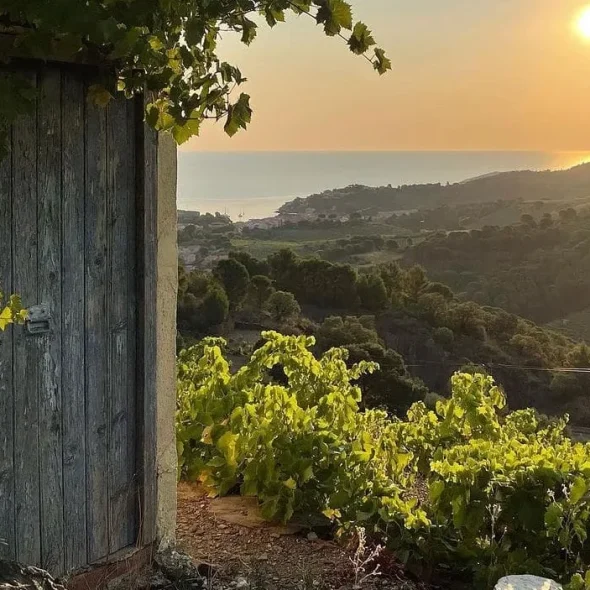 2-vignes-collioure